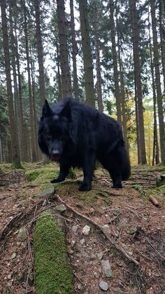 a large black bear standing on top of a forest