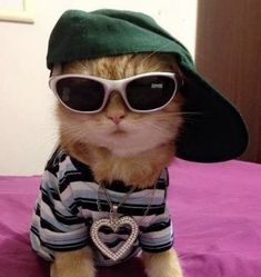 a cat wearing sunglasses and a hat on top of a bed