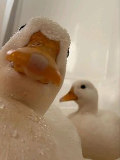 a close up of two ducks with water droplets on them