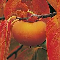 an orange fruit hanging from a tree branch with red leaves on it's branches