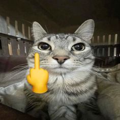 a cat is pointing at the camera with its finger