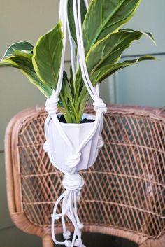 a potted plant is tied to a wicker chair with white string and green leaves