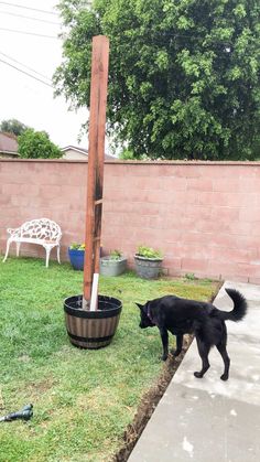 a black dog standing on top of a grass covered yard next to a wooden pole