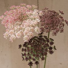 Attractive 3-5" lacy umbels atop strong, sturdy, upright stems. Flowers in shades of dark purple, pink, or white. Highly productive with 7-15 stems per plant. Long-lasting in bouquets. Also known as Queen Anne's lace Color: Multicolor. Queen Anne Lace, Queen Anne's Lace Flowers, Daucus Carota, Queen Anne's Lace, Shade Flowers, Cut Flower Garden, Queen Annes Lace, Fresh Cut Flowers, Heirloom Seeds