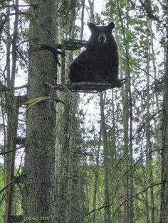 a black bear sitting on top of a tree in the forest