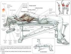 an image of a man lying on a bench with muscles labeled in the diagram below