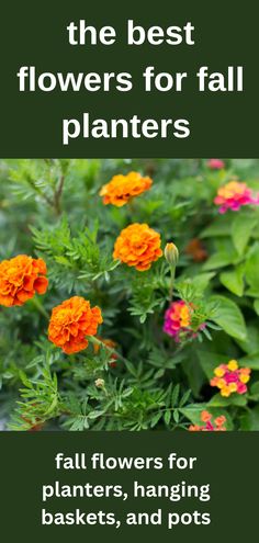 fall flowers marigolds and lantana Flowers For Fall Planters, Best Fall Flowers For Pots, Easy Fall Planter Ideas, Autumn Hanging Baskets Ideas, Outdoor Fall Flowers Planters, Fall Planters Front Porches Shade, Fall Hanging Planter Ideas, Fall Flowers For Window Boxes, Fall Potted Flowers