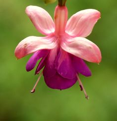 a pink and white flower with green background