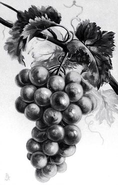 black and white drawing of grapes with leaves