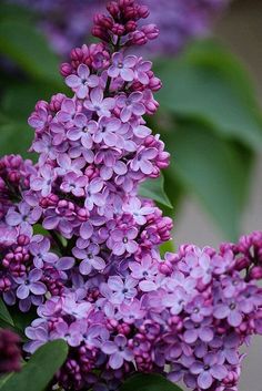 purple lilacs are blooming in the spring and early summertime, with green leaves