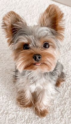 a small dog sitting on top of a white carpet