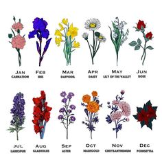 an image of flowers that are in different colors