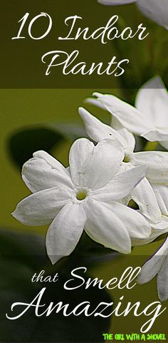 white flowers with the words 10 indoor plants that smell amazing