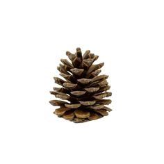 a pine cone is shown against a white background