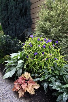 some purple flowers and green plants in front of a house