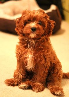 a small brown dog sitting on top of a floor