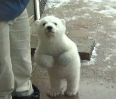 a small white polar bear standing on its hind legs