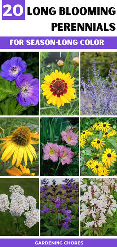 Explore our top 20 long-blooming perennials for continuous bursts of beauty Longest Blooming Perennials, Perennial Flower Garden, Blooming Perennials, Creative Garden Ideas, Long Blooming Perennials, Garden Flowers Perennials, Garden Outdoor Ideas, Perennial Flower, Full Sun Perennials