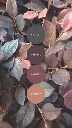 the color palettes are all different colors and they look like some sort of leaves