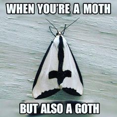 a black and white moth with the caption when you're a moth but also a goth