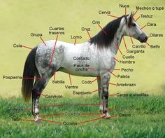 an image of a horse labeled in spanish