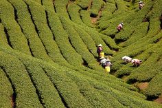 many people are working in the green grass