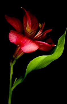 a red flower with green leaves on a black background