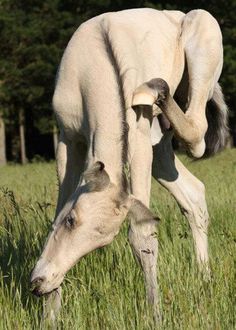 an animal that is standing in the grass