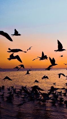 a flock of seagulls flying over the ocean at sunset