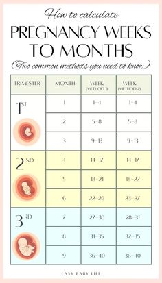 a baby's birth schedule with the words pregancy weeks to months on it