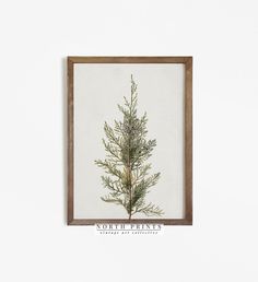 a small pine tree is framed in a wooden frame on the wall above a white wall