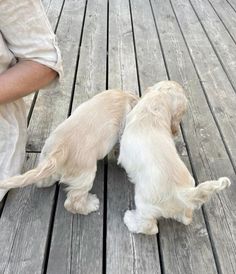 two puppies are playing with each other on a wooden decking area while someone is holding their hand out to them