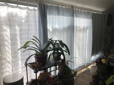 a living room filled with lots of plants next to a window covered in sheer curtains