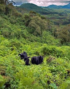 two black bears laying in the grass on a hill side with mountains in the background