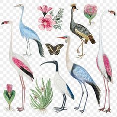 various birds and flowers are shown on a white background, including one bird with long legs