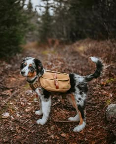 a dog with a backpack on it's back standing in the woods