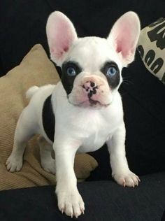 a small white and black dog with blue eyes sitting on a couch next to a pillow