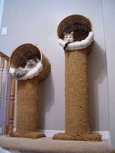 two cats laying on top of cat trees