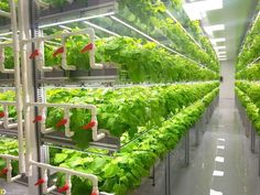 rows of lettuce growing in a greenhouse