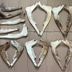 six different types of animal bones laid out on a cardboard box with one missing the lower jaw