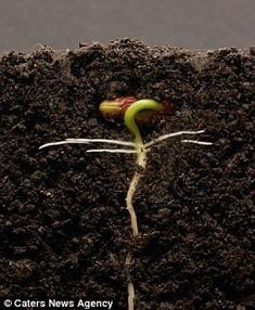 a plant sprouting from the ground with dirt on it's sides and roots