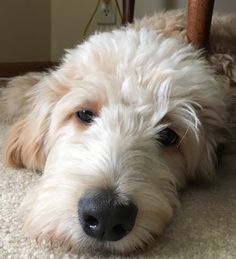 a shaggy white dog laying on the floor next to a chair and looking at the camera