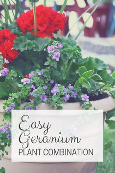 an easy geranium plant combination in a flower pot