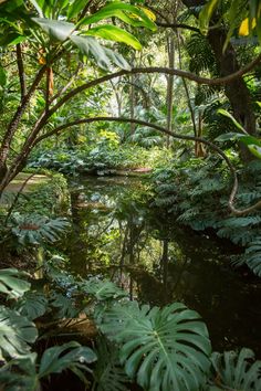 the jungle is full of green plants and trees