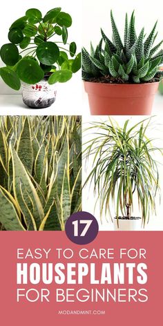 houseplants for beginners that are easy to care for and can be used in the garden