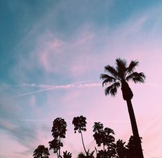 palm trees against a purple sky at sunset