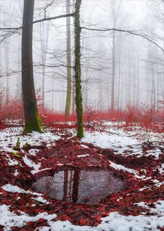 red leaves on the ground and trees in the background with water puddle surrounded by snow