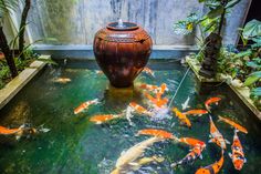 a pond filled with lots of orange and white fish