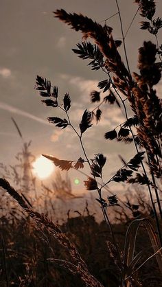 the sun is setting behind some tall grass and weeds in front of it, with an airplane flying overhead