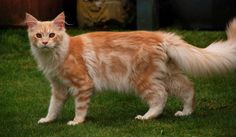 an orange and white cat standing in the grass